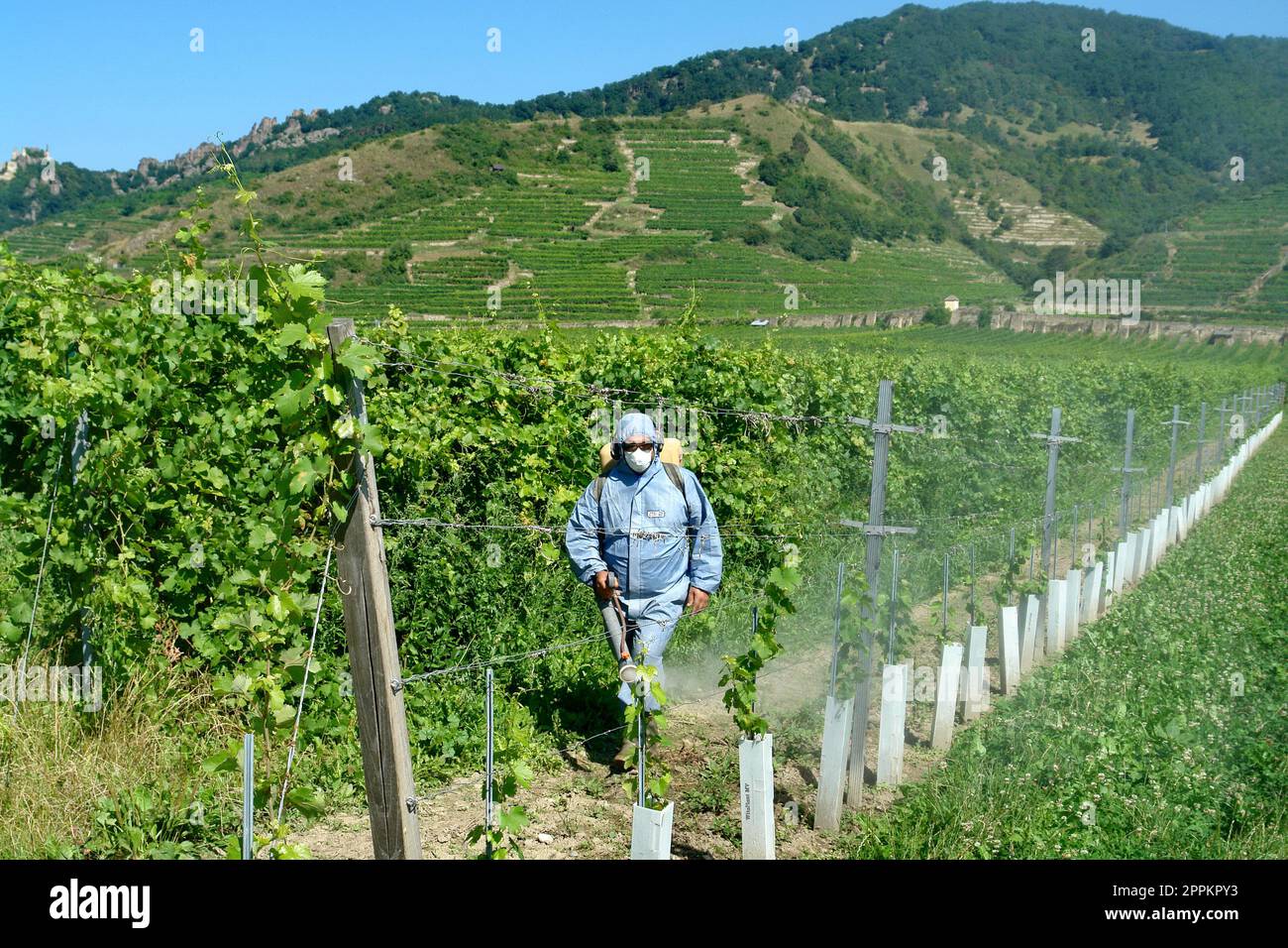Europa, Austria, NiederÃ¶sterreich, Wachau, patrimonio mondiale dell'UNESCO, regione vinicola, lotta contro i parassiti Foto Stock