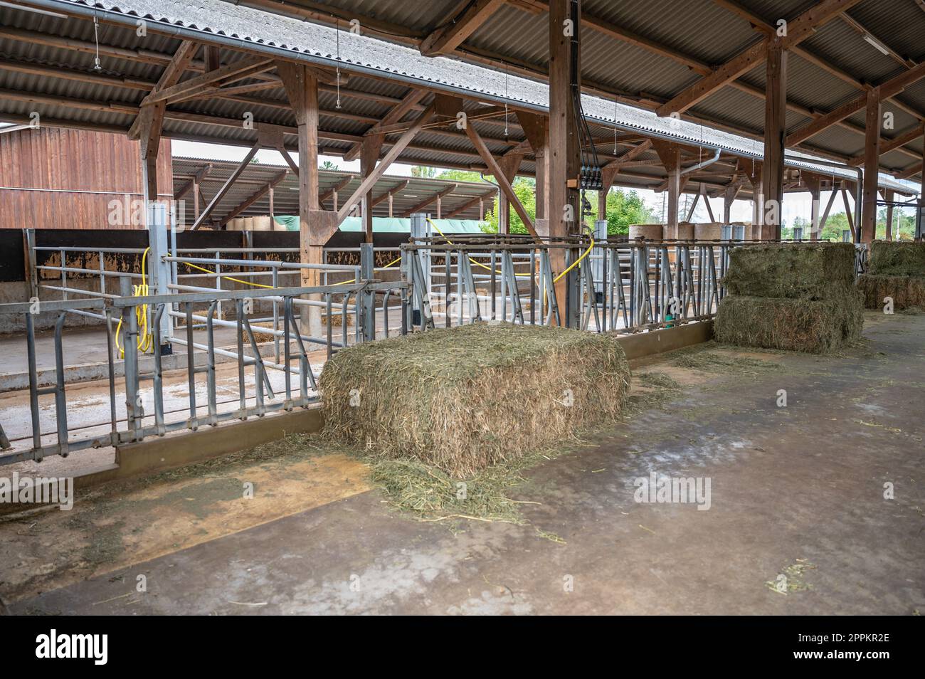 cappottatura vuota senza mucche in una fattoria, spazi separati per la recinzione di metallo delle mucche, fieno di fronte Foto Stock