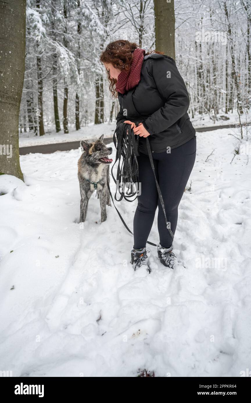 Donna con capelli ricci e abiti caldi cammina il suo cane akita inu con pelliccia grigia durante l'inverno con la neve Foto Stock