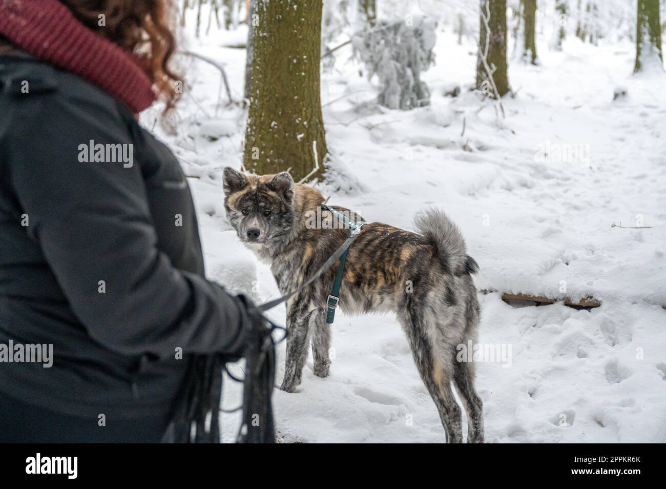 Padrone di donna con capelli ricci marroni in piedi accanto al suo cane akita inu con pelliccia grigia e arancione durante l'inverno con neve Foto Stock