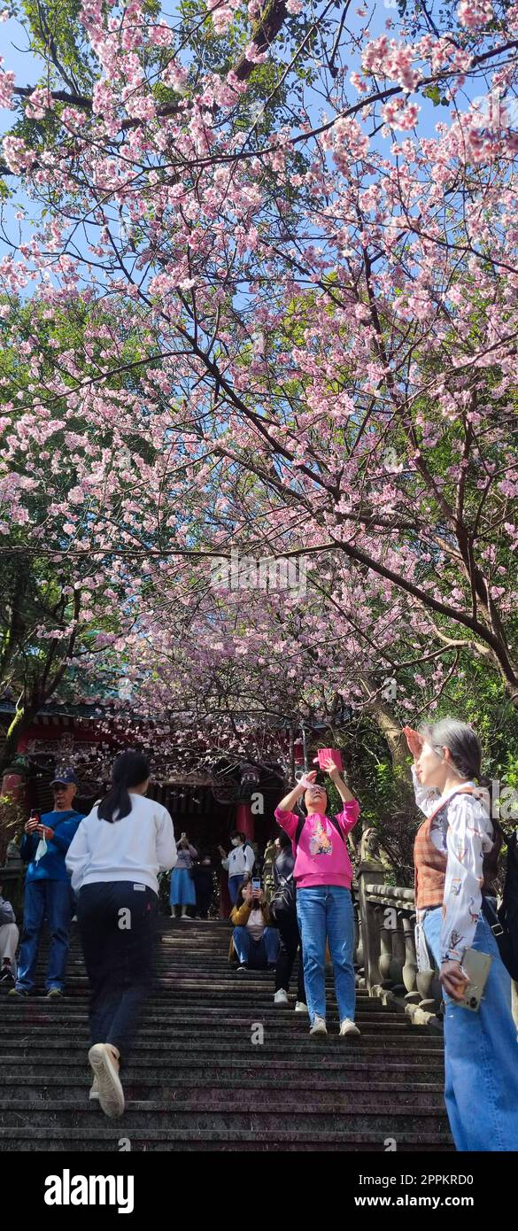 Bishanyan Cherry Blossom Tunnel, Taipei City, Taiwan Foto Stock