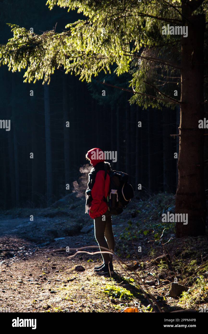 Un escursionista stanco respira aria fredda sotto la fotografia panoramica del pino Foto Stock