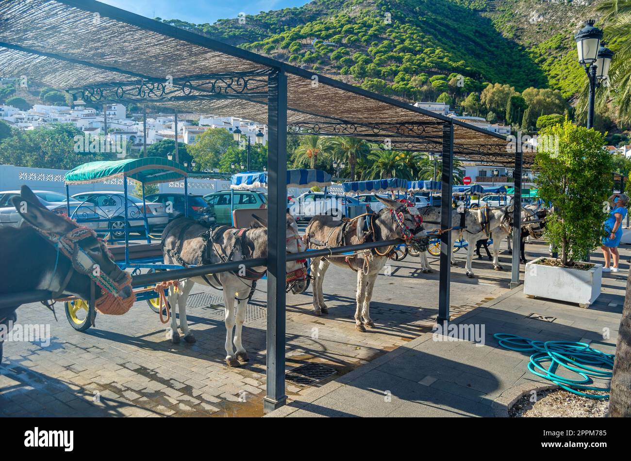 MIJAS, SPAGNA - 9 OTTOBRE 2021: Asini nella città di Mijas, Andalusia, Spagna meridionale. Una delle attrazioni turistiche di Mijas è il giro turistico di burro-taxi o di carri trainati da asini e di giri sul dorso di asino Foto Stock