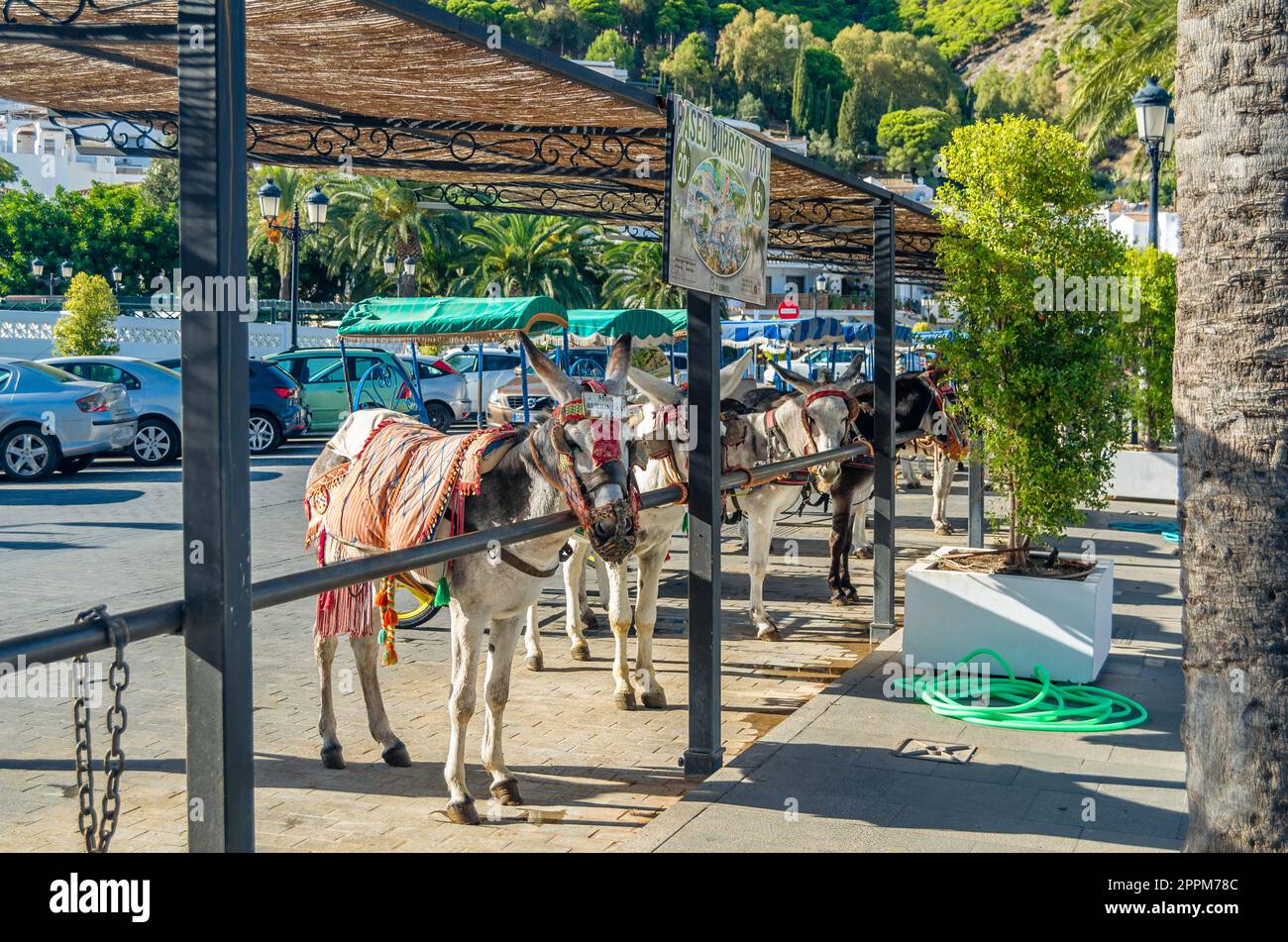 MIJAS, SPAGNA - 9 OTTOBRE 2021: Asini nella città di Mijas, Andalusia, Spagna meridionale. Una delle attrazioni turistiche di Mijas è il giro turistico di burro-taxi o di carri trainati da asini e di giri sul dorso di asino Foto Stock