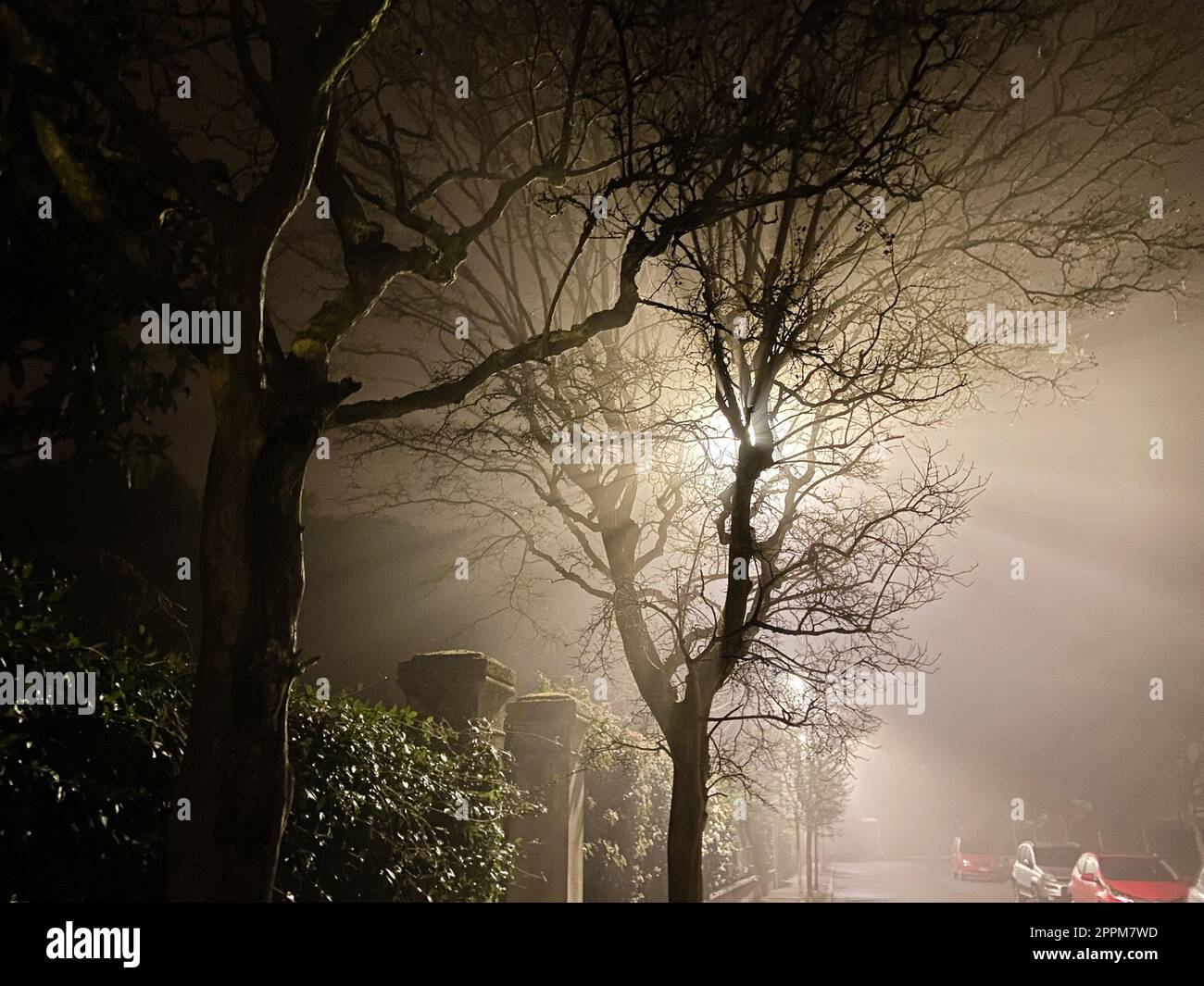 la luce della lanterna urbana è sparsa da rami Foto Stock