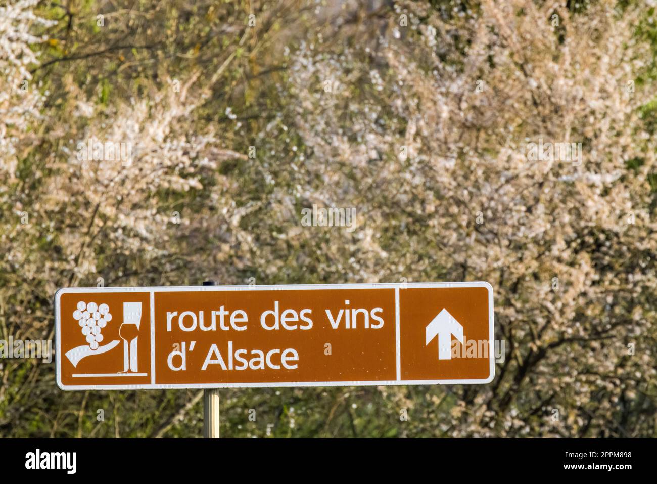 Strada del vino vicino Colmar, Alsazia, Francia Foto Stock