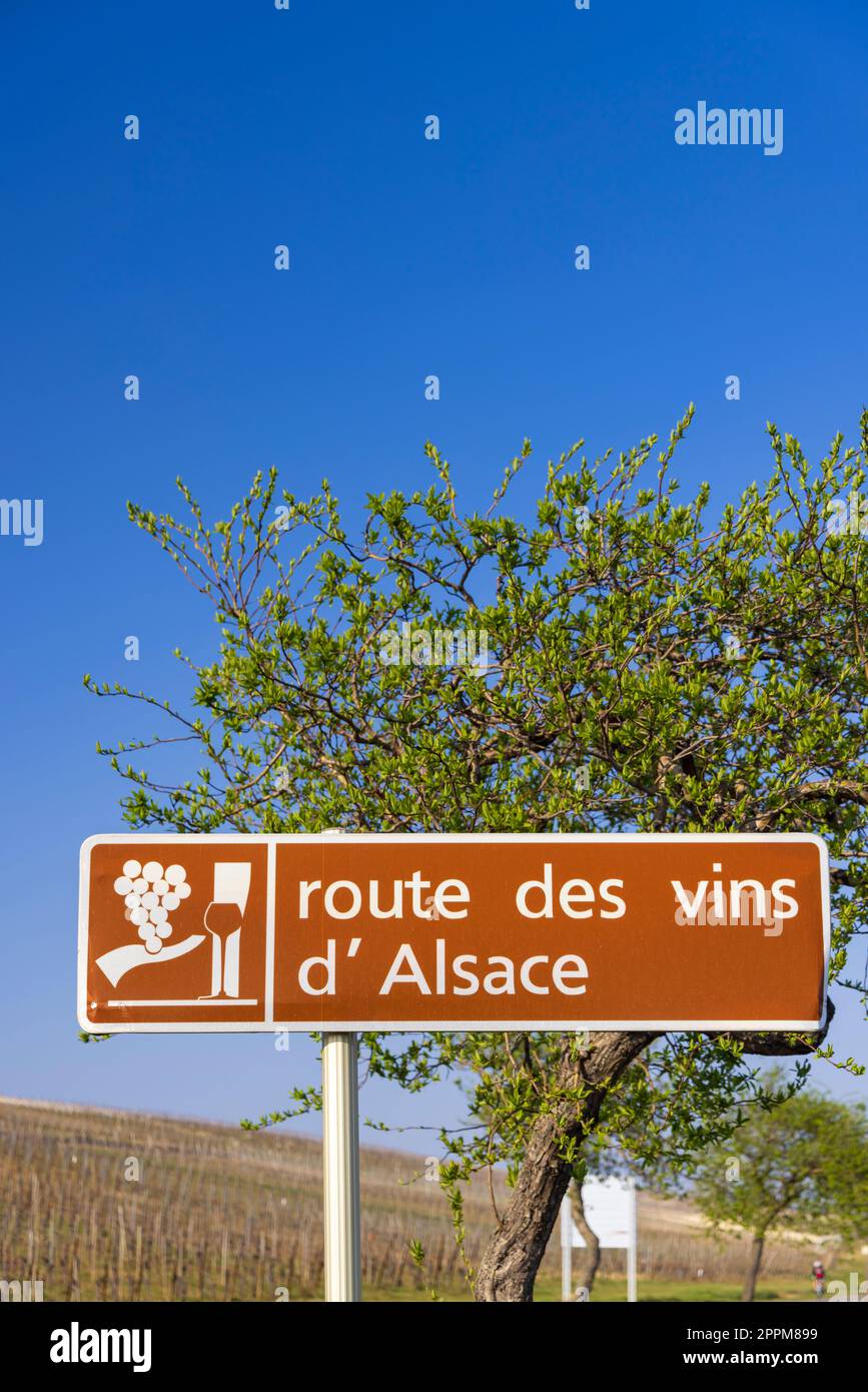 Strada del vino vicino Colmar, Alsazia, Francia Foto Stock
