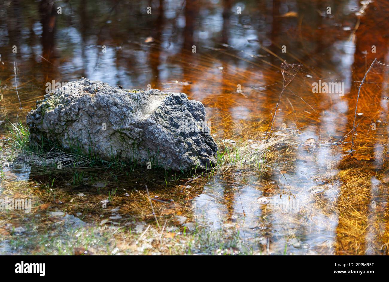 Acqua di foresta con sabbia gialla e pietre. Bagliore dal sole sull'acqua e belle vene color ambra. Riflessione di alberi in acqua. Foto Foto Stock