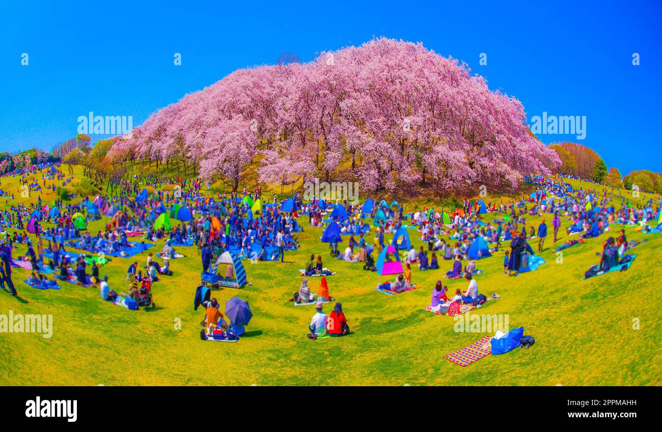 Fiori di ciliegio al parco di Honkanzan Foto Stock