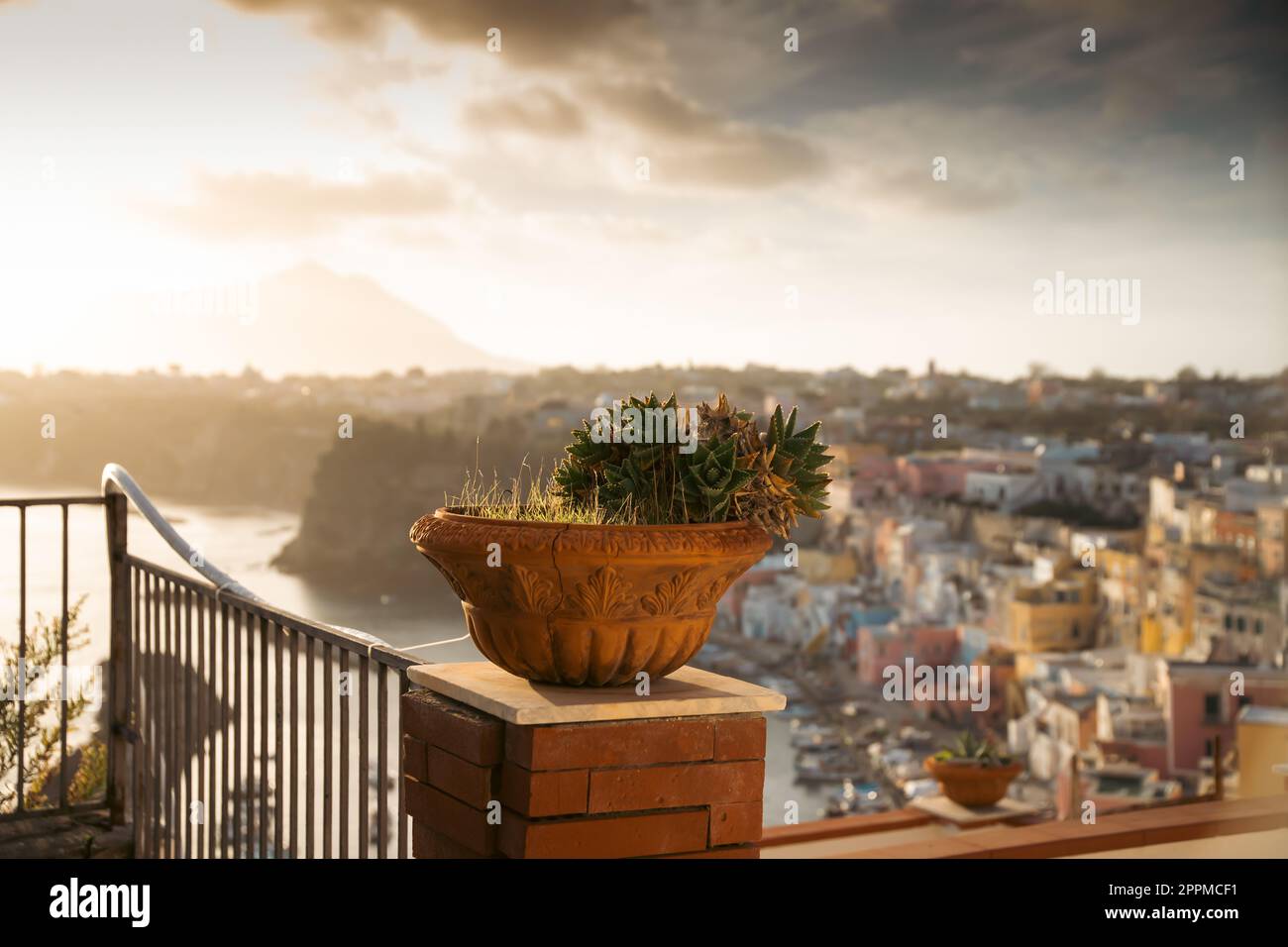 Cactus mediterraneo sulle antiche case italiane dell'isola di Procida, Italia Foto Stock