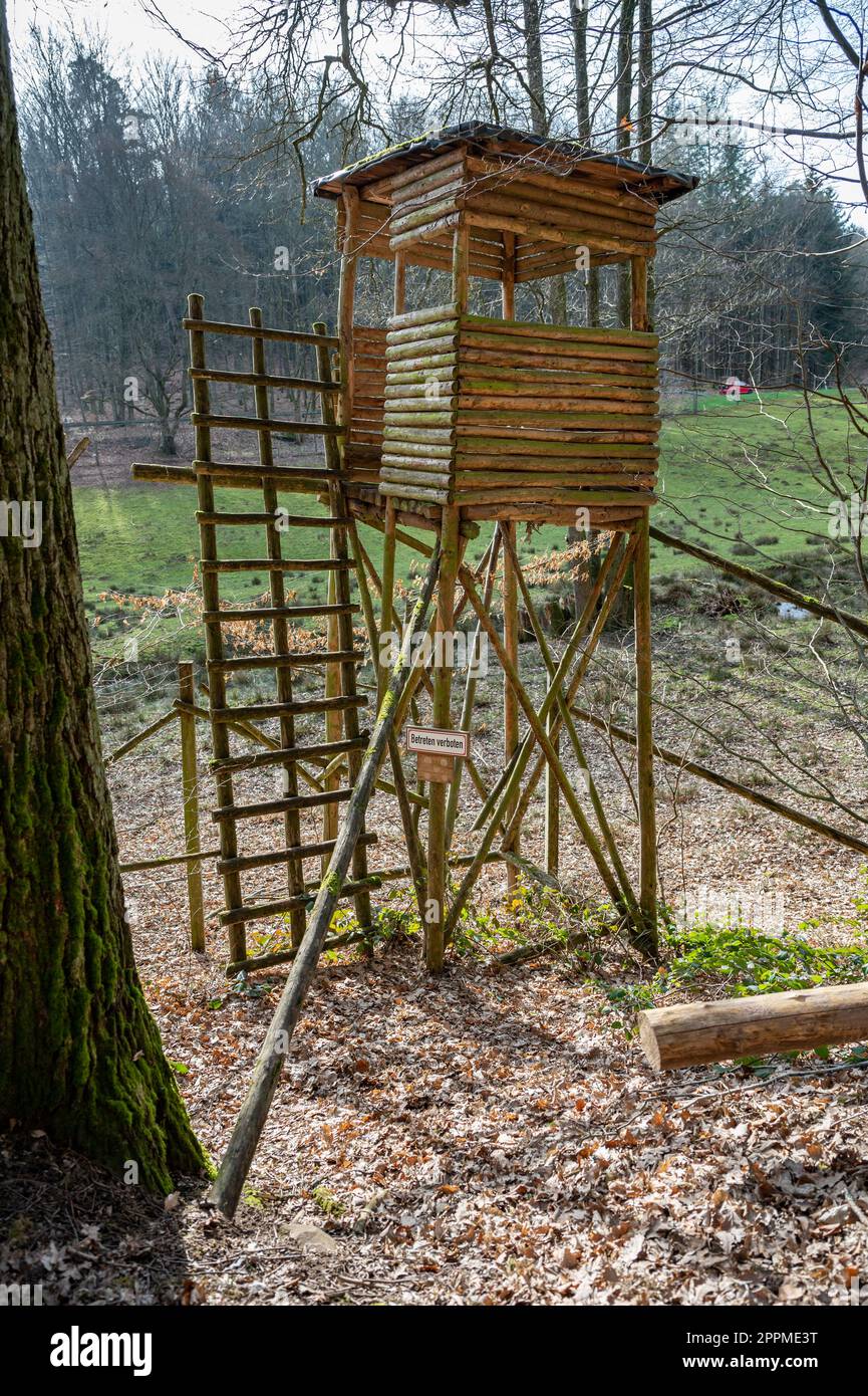 Cervi in legno nel bosco con scala, vista ad angolo basso, foresta sullo sfondo, tiro verticale Foto Stock