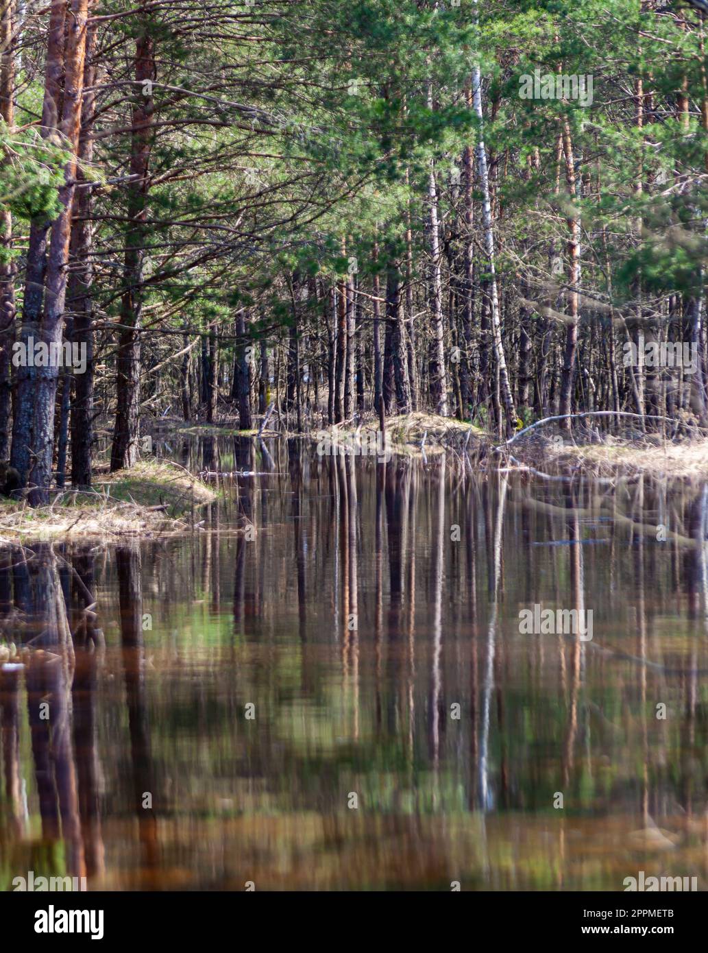 Primavera verde foresta e inondazioni. Fiume versato nella foresta. Riflessione nell'acqua degli alberi. Foto di alta qualità. Verticale Foto Stock