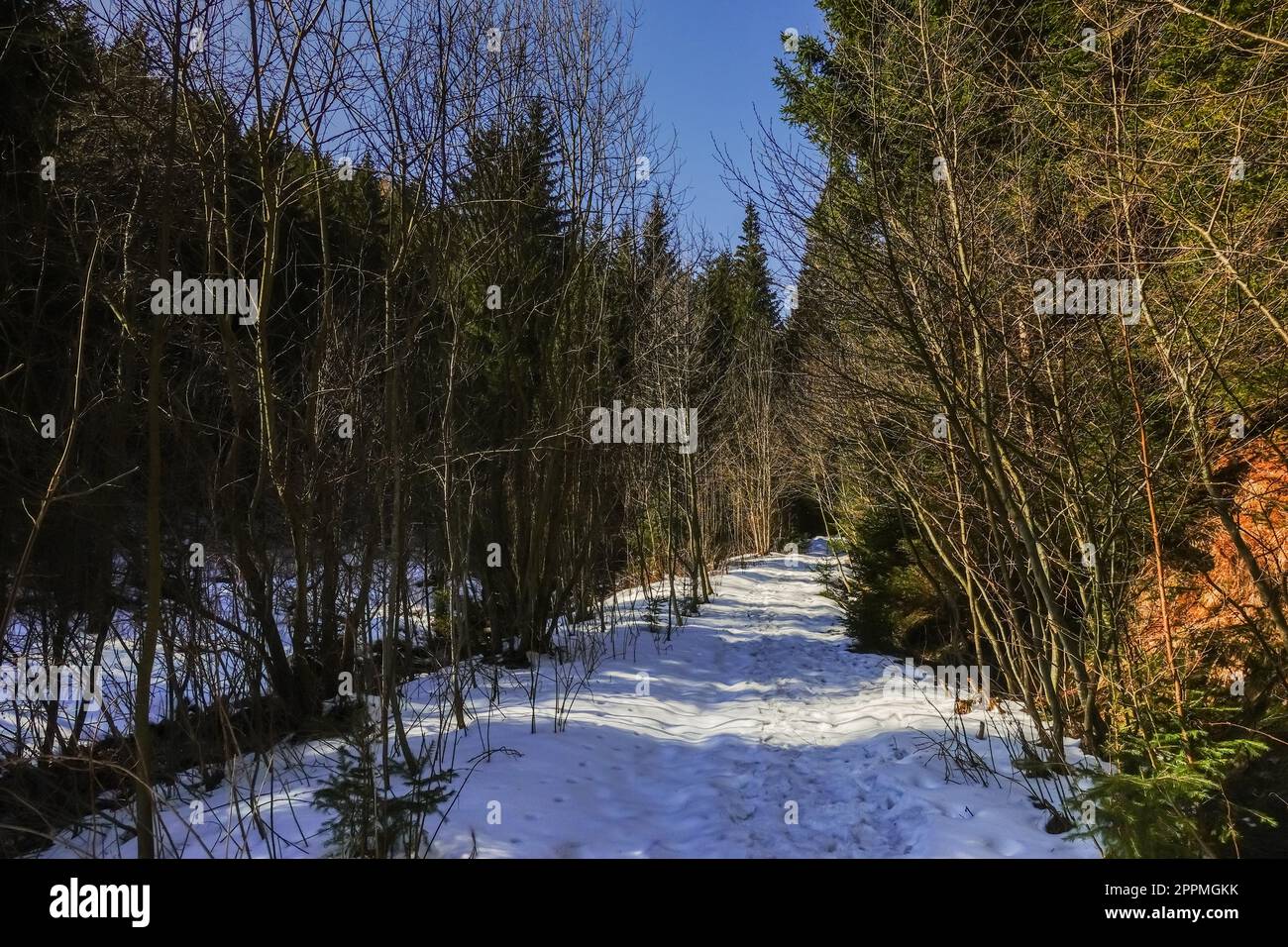 sentiero escursionistico con neve in una foresta con cielo blu Foto Stock