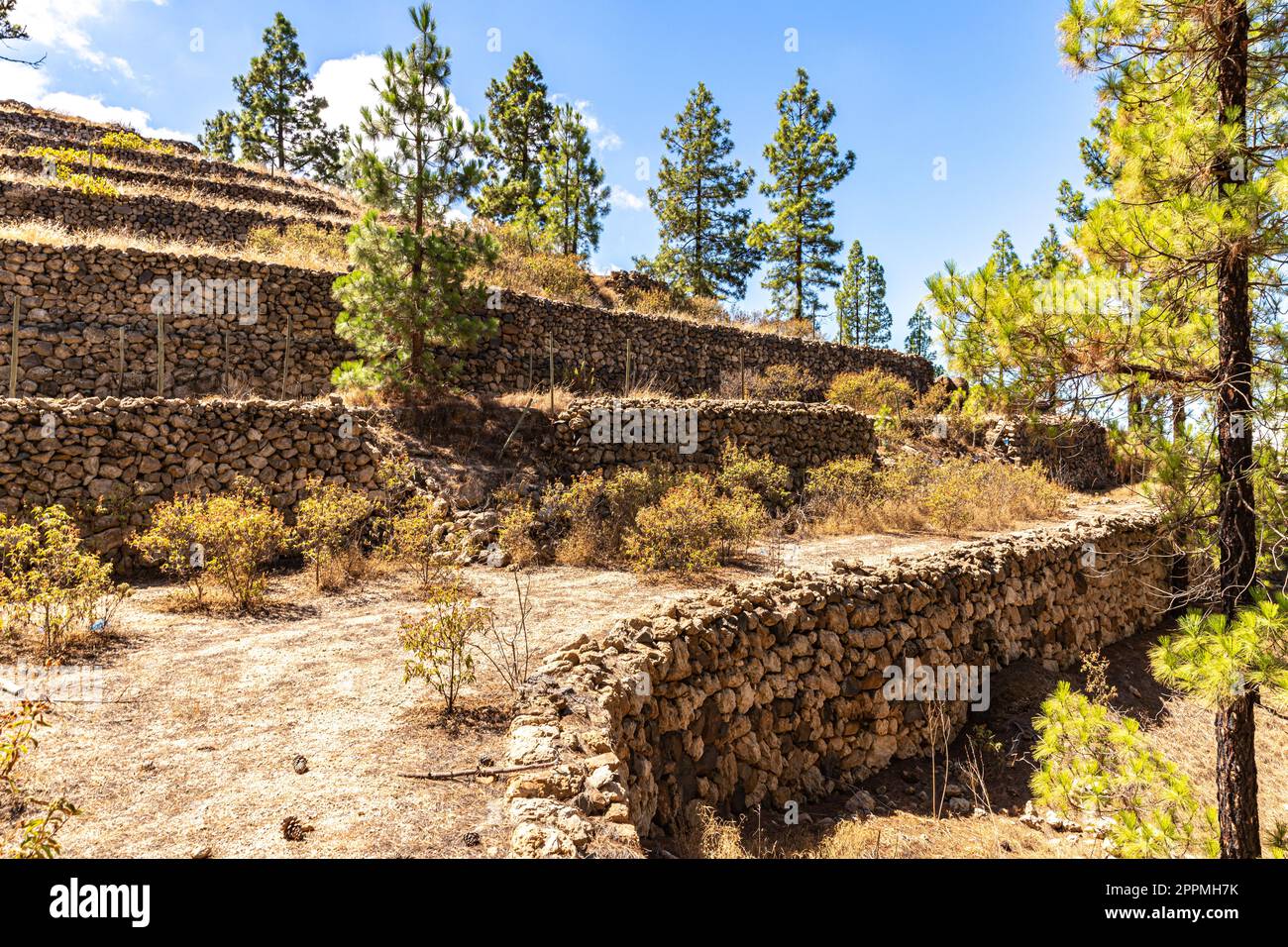 Terrazze abbandonate vicino Vilaflor Foto Stock
