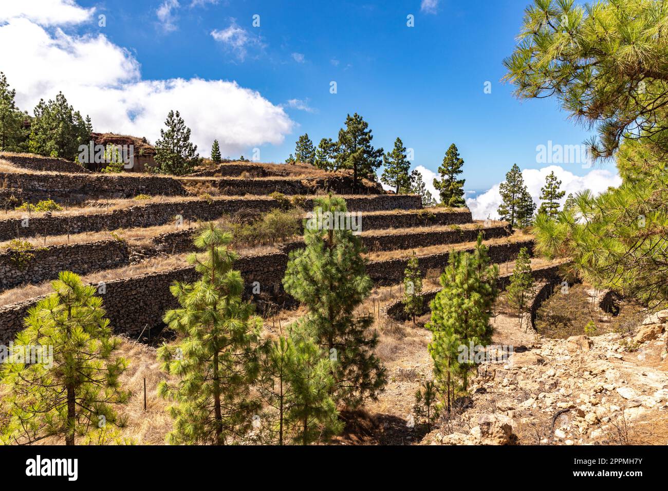 Terrazze abbandonate vicino Vilaflor Foto Stock