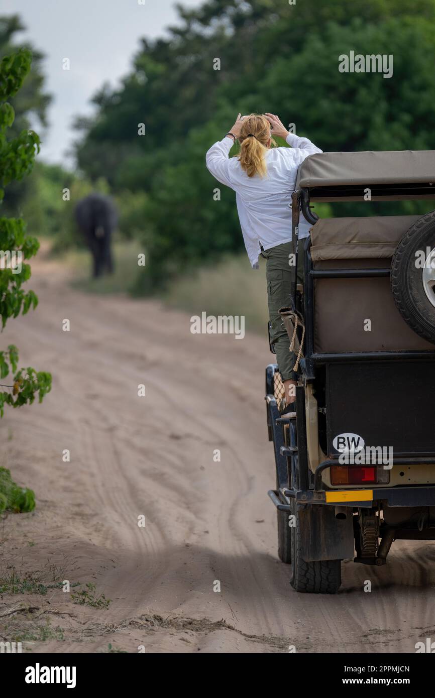 Foto degli ospiti elefante africano cespuglio da jeep Foto Stock