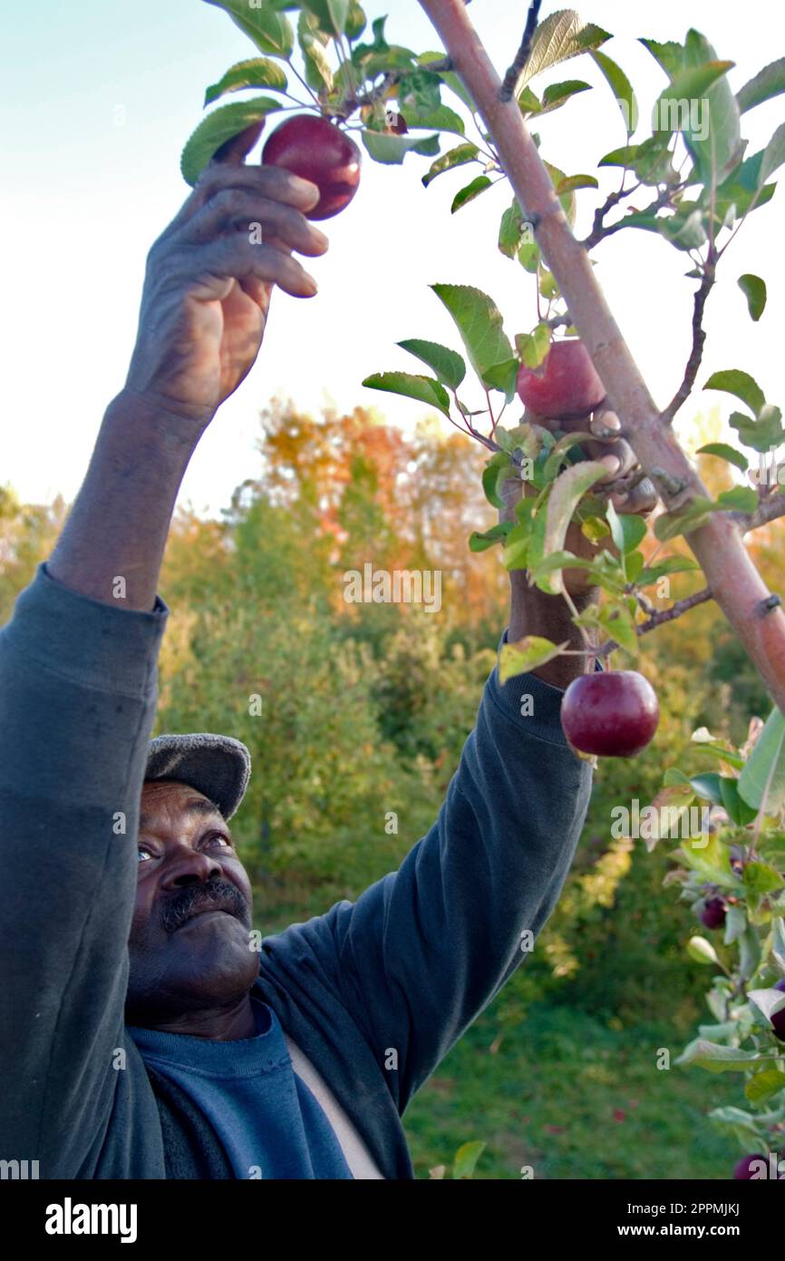 Lavoratori agricoli migranti. Foto Stock