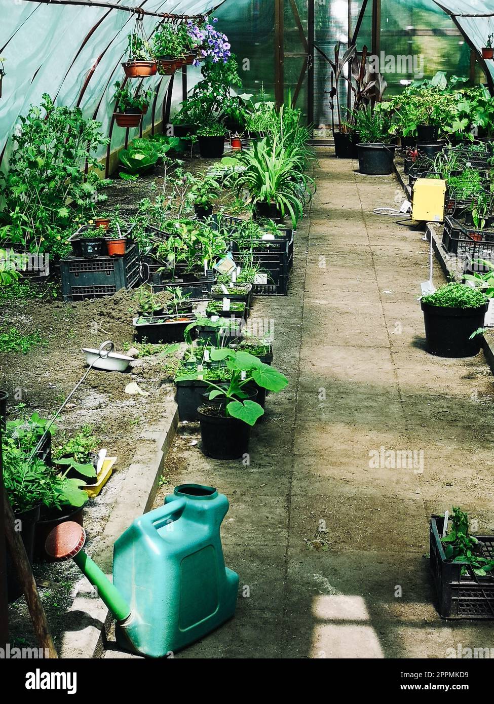 Vasi con piante ornamentali, fiorite e commestibili, attrezzi da giardino e lattine da innaffiare all'interno della serra Foto Stock