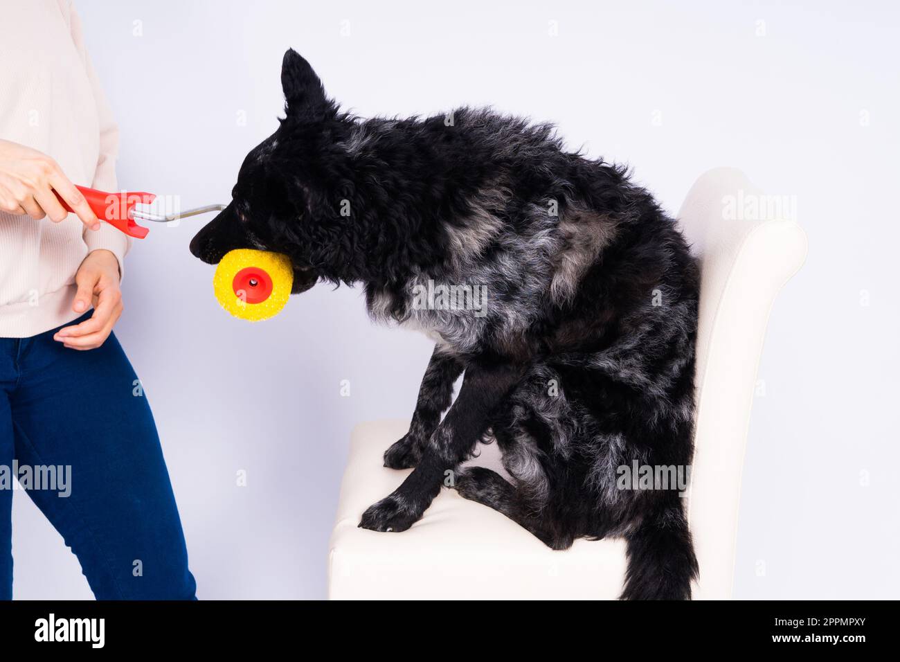Uomo dipingere il suo cane facendo lavori di ristrutturazione in camera. Buon rapporto tra un cane e il suo proprietario Foto Stock