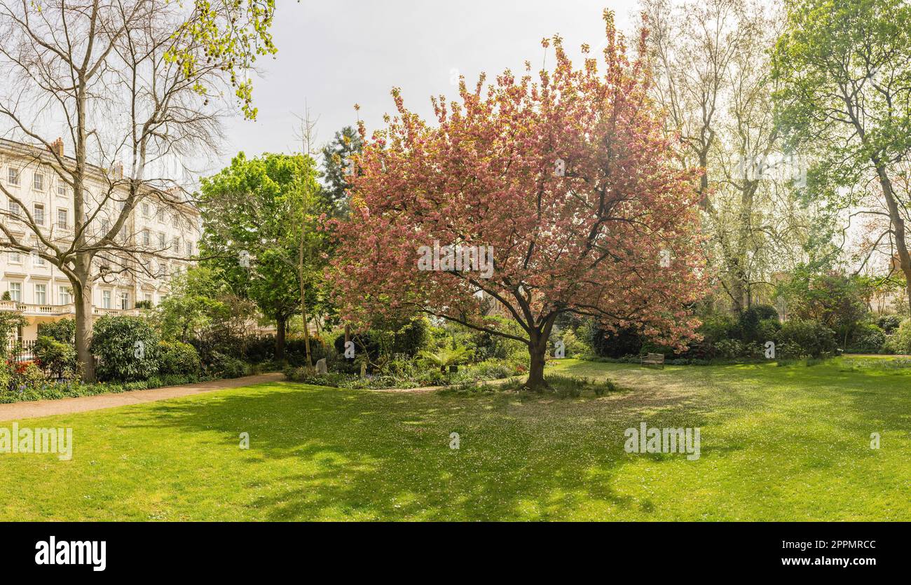 Idillic Cherry Blossom Tree in Bloom, Londra, Inghilterra, Regno Unito Foto Stock