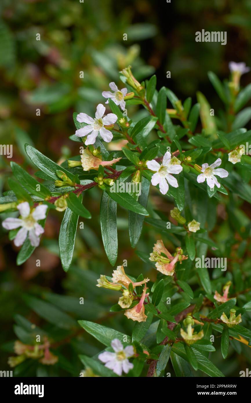primo piano dell'arbusto bianco di cuphea hysoppifolia con fiori, aka falsa o erica messicana, attraente pianta ornamentale fiorita originaria del messico Foto Stock
