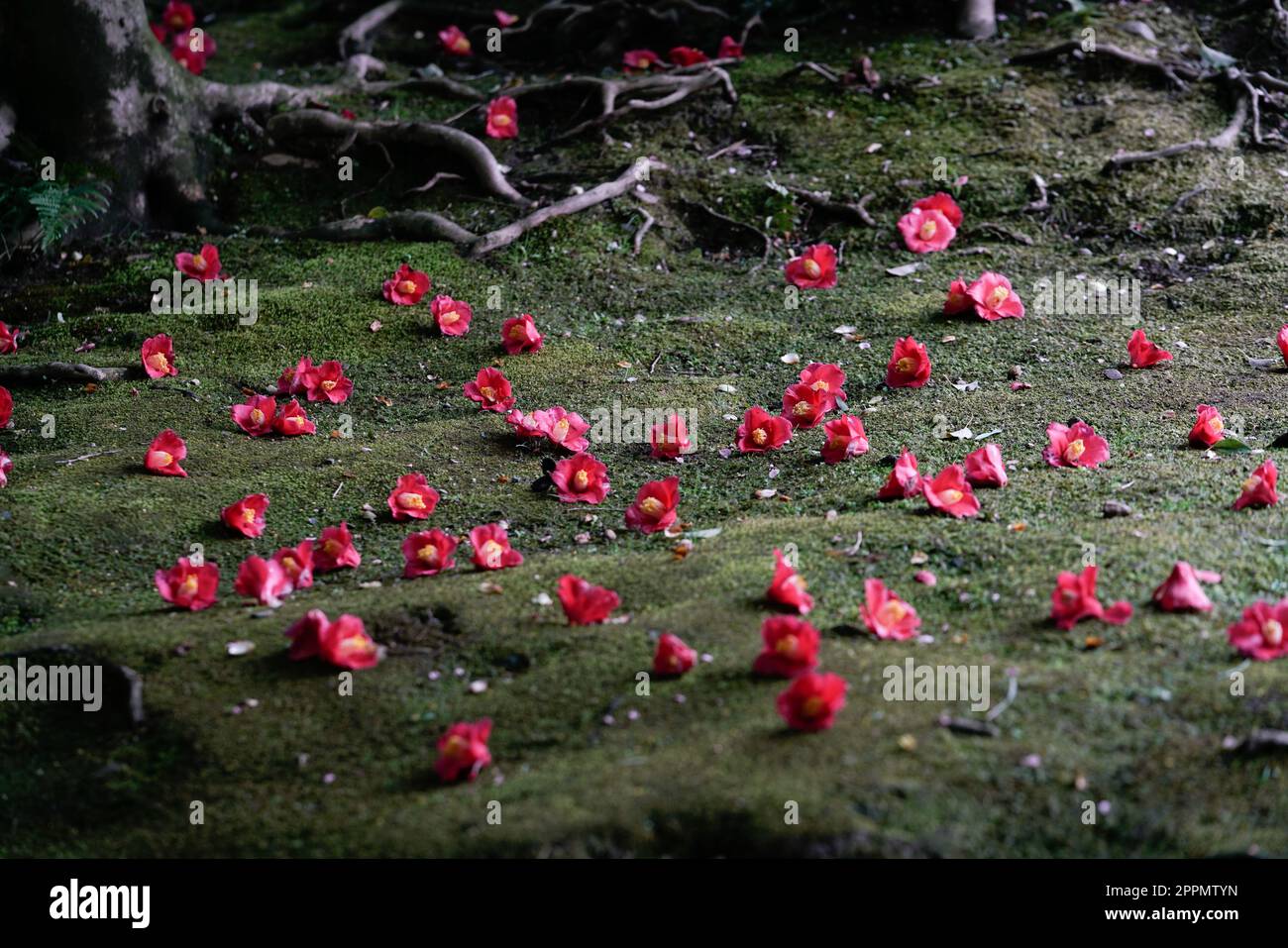 Primavera a Kyoto: Petali rosa di fiori di camelia sdraiati sul terreno di mosso. Foto Stock