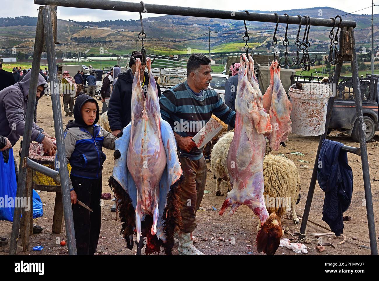 Macellaio Padre e Figlio. Shaykh 'Abd al-'Azeez ibn Baaz (che Allah abbia misericordia di lui) Halal.Sheep e Goat mercato, tra, Amman e Jerash, Giordania. Foto Stock