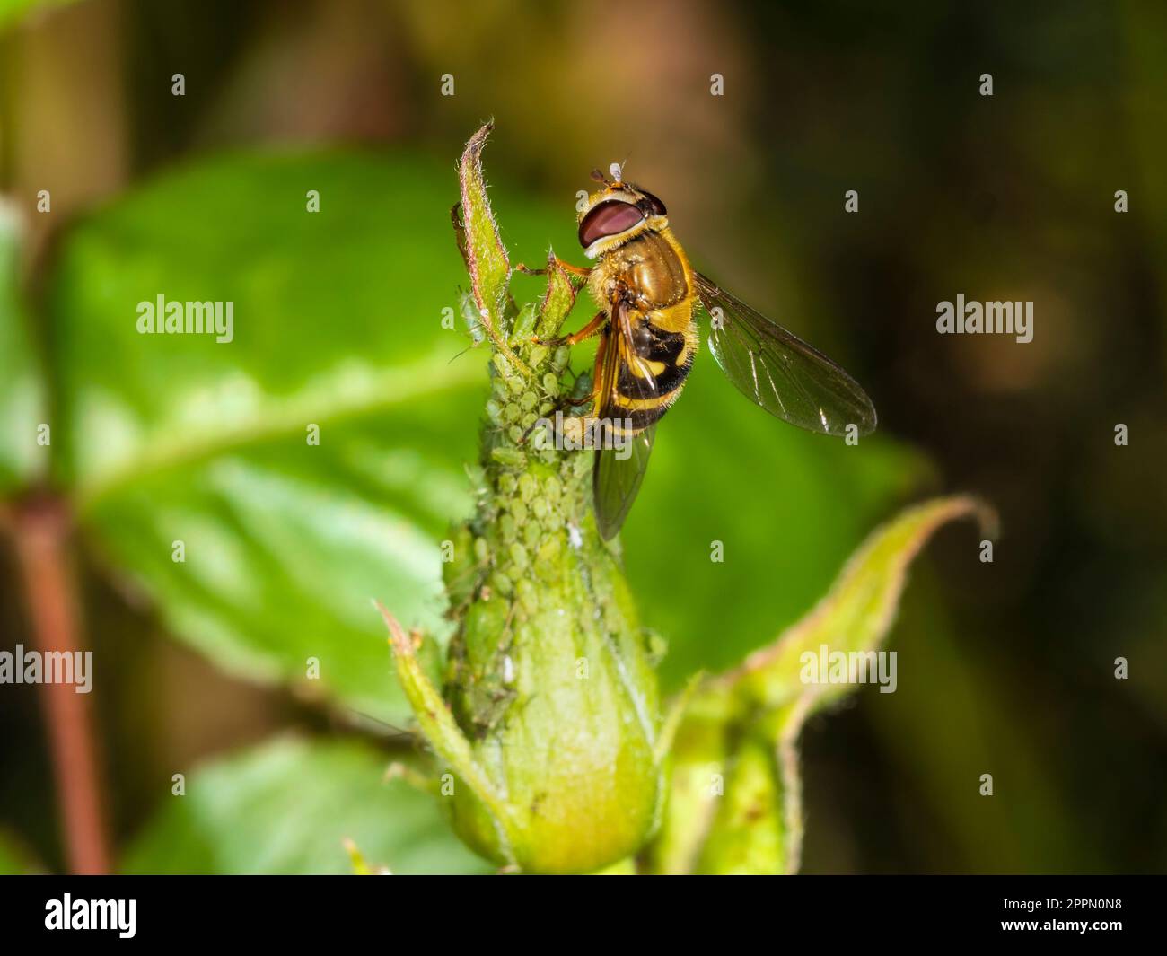Donna adulta della specie britannica della vespa mimica del hoverfly, Syrphus riassei, uovo che si posa fra gli afidi verdi della rosa Foto Stock