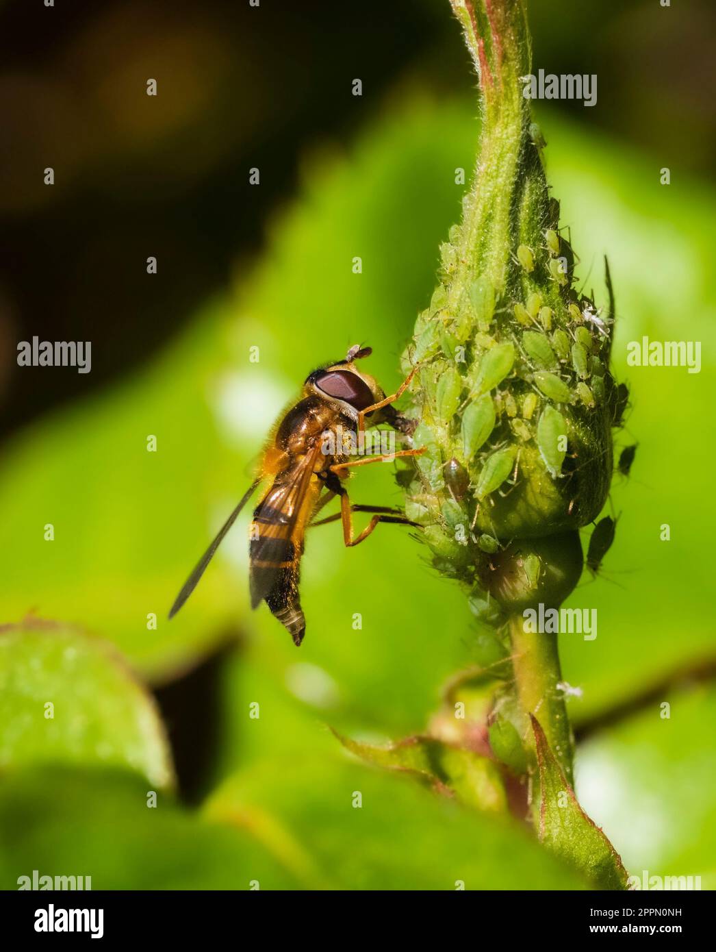 Donna adulta della specie britannica delle mosche a mosca, epistrophe eligans, che si nuota di melata da afidi di rosa verdi Foto Stock