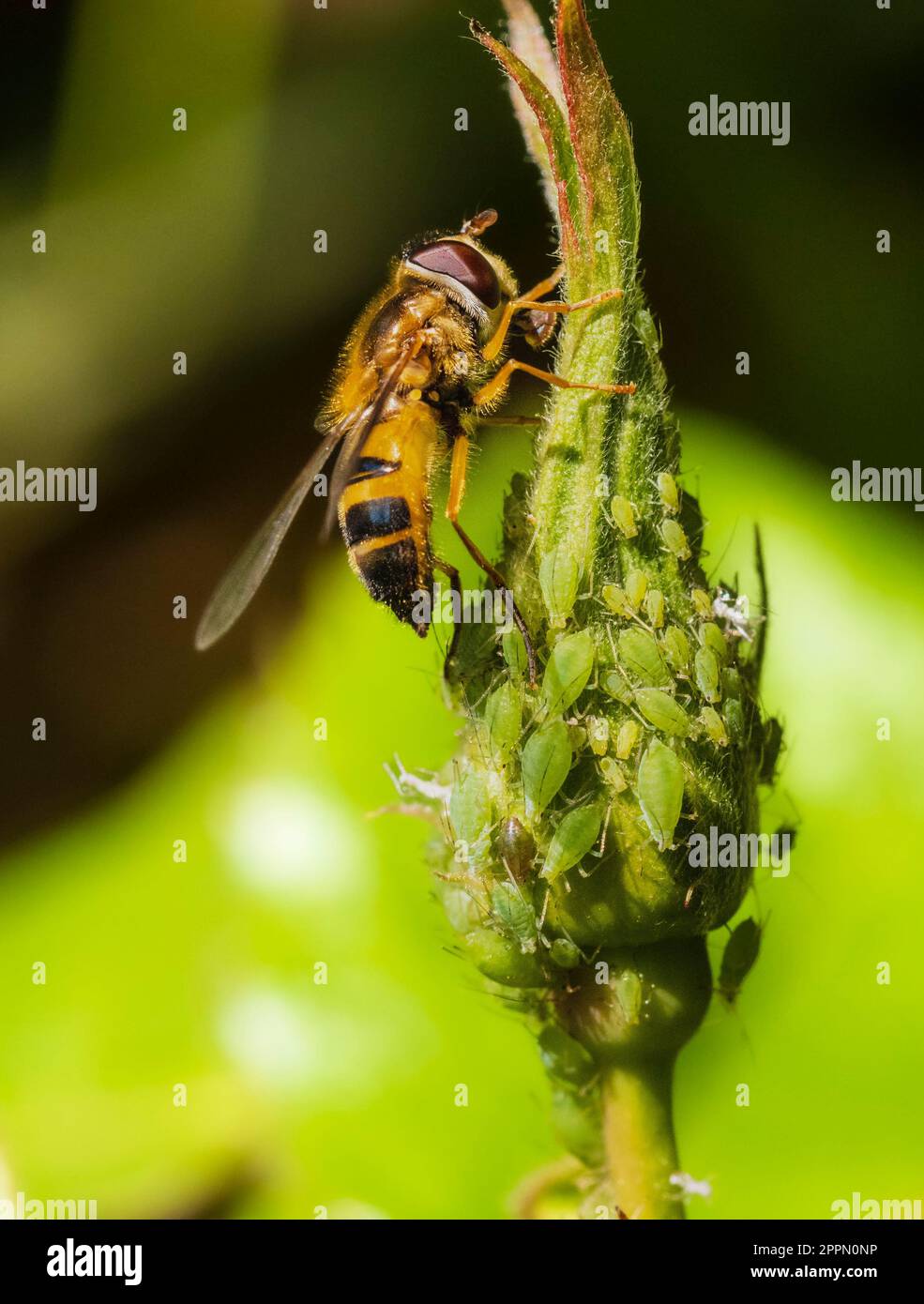 Donna adulta della specie britannica delle mosche a mosca, epistrophe eligans, che si nuota di melata da afidi di rosa verdi Foto Stock