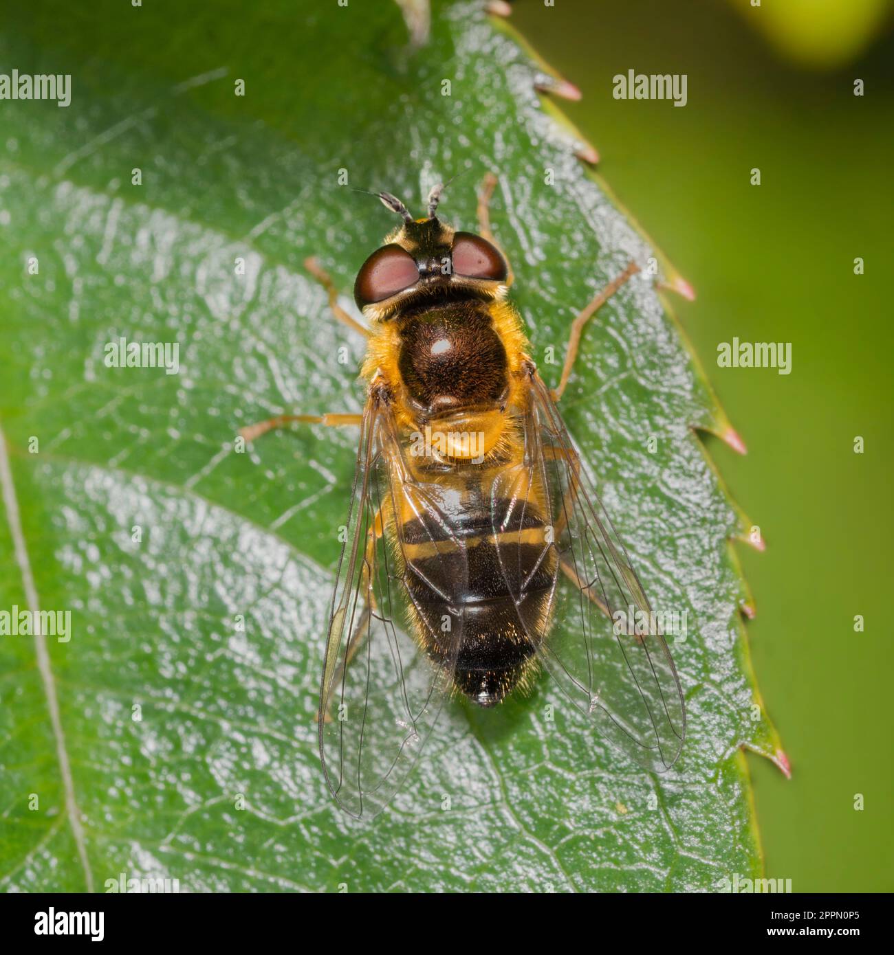 Donna adulta della primavera che vola le specie di mosca del Regno Unito, Epistrophe eligans Foto Stock