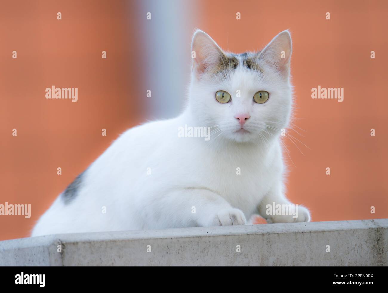 Primo piano di un giovane gatto bianco Foto Stock