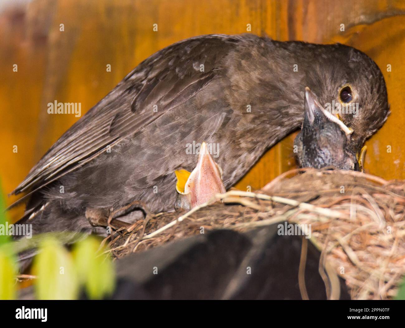 Blackbird comune che allatta i bambini nel nido Foto Stock