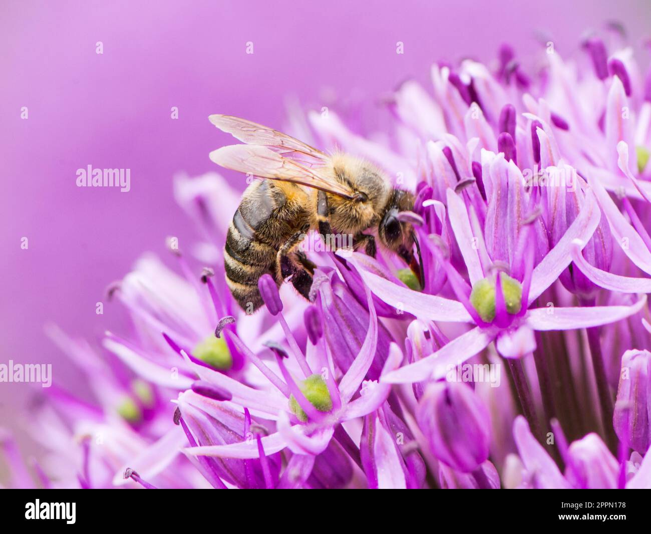 Ape collecing polline su un fiore di cipolla gigante viola (Allium Giganteum) Foto Stock