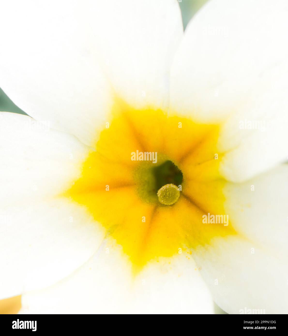 Macro astratto del fiore di un fiore Foto Stock