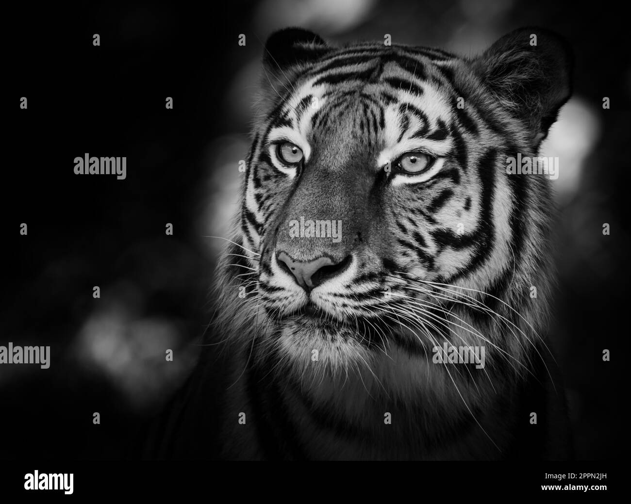 Ritratto di una tigre siberiana (Panthera tigris altaica) in bianco e nero Foto Stock