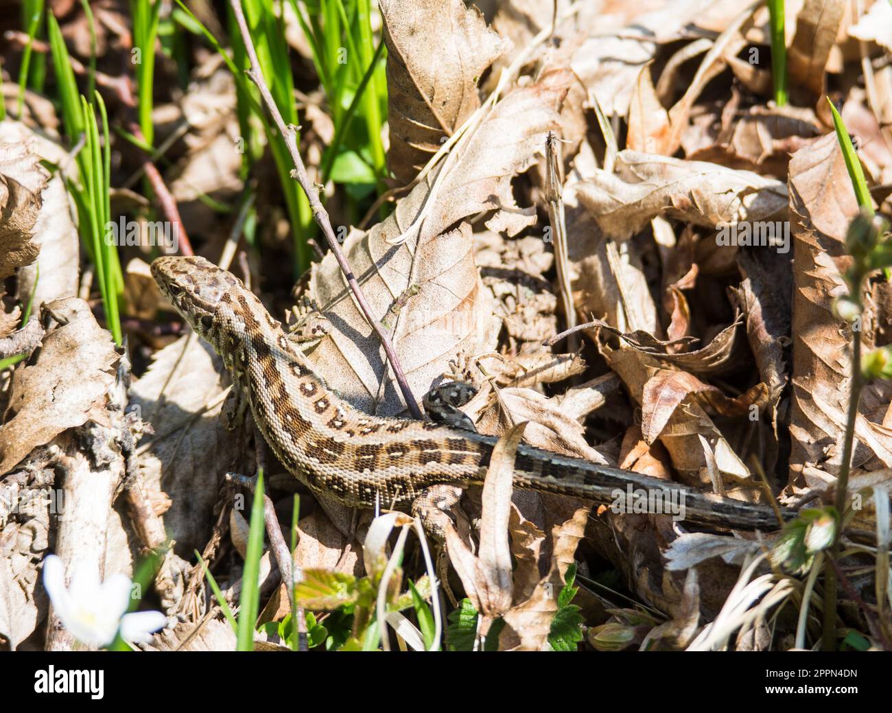 Lucertola di sabbia (Lacerta agilis) che si nasconde tra le foglie appassite Foto Stock