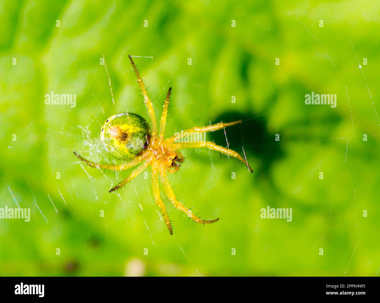 Cucumber green spider nel suo web Foto Stock