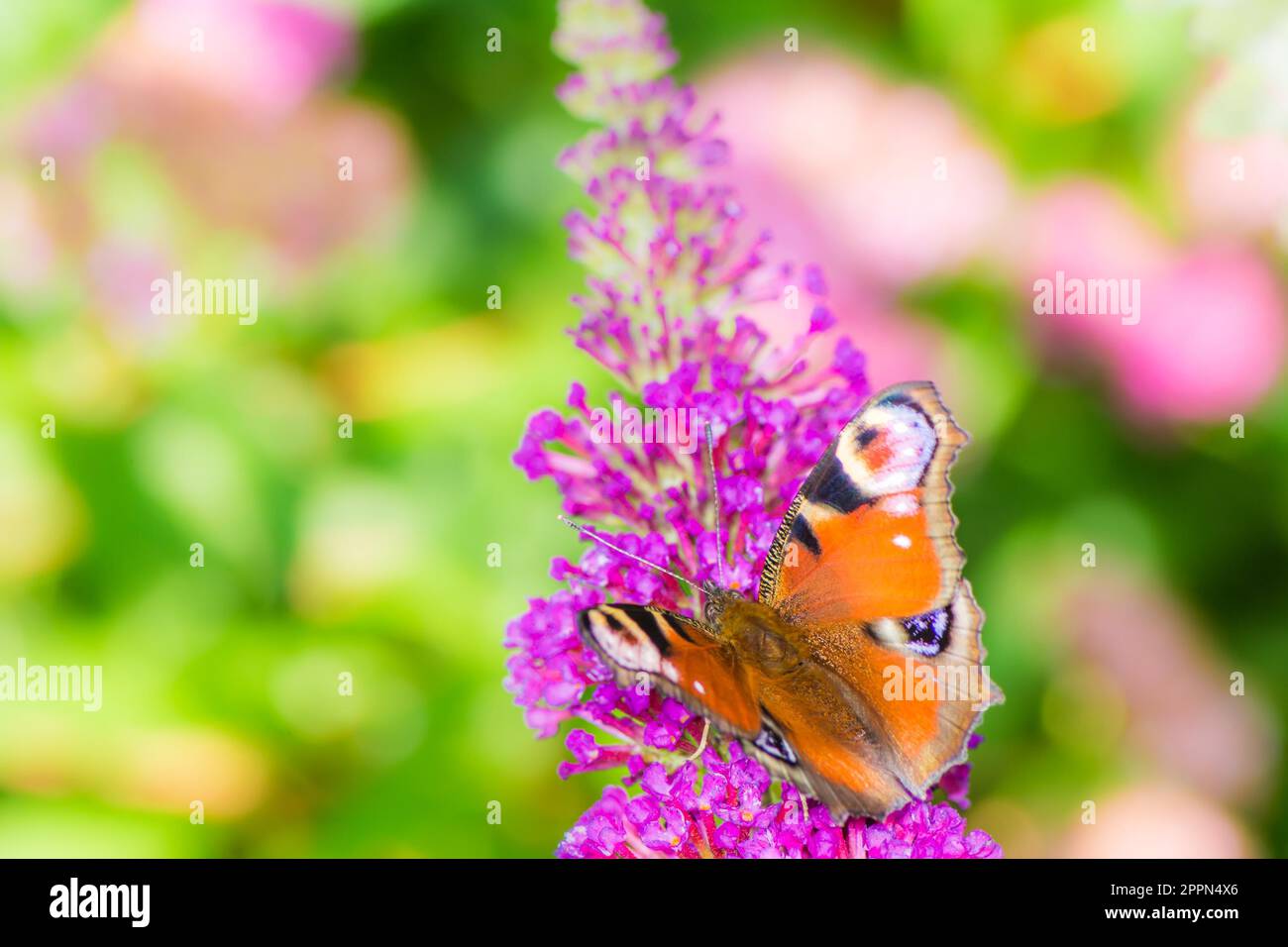 Macro di una farfalla pavone nettare di raccolta ad una budleja blossom Foto Stock