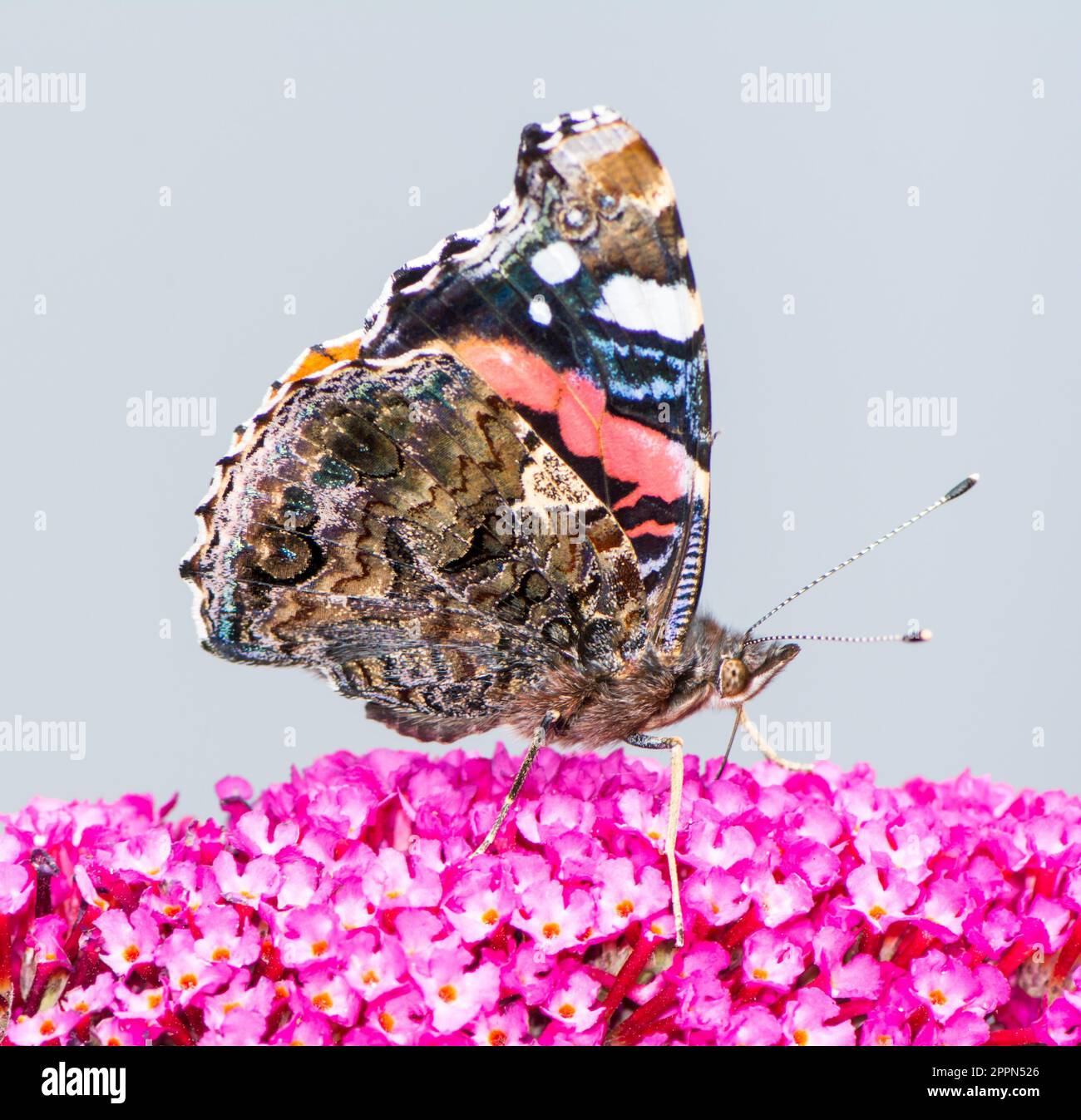 Macro di un dipinto laidy butterfly nettare di raccolta ad una budleja blossom Foto Stock