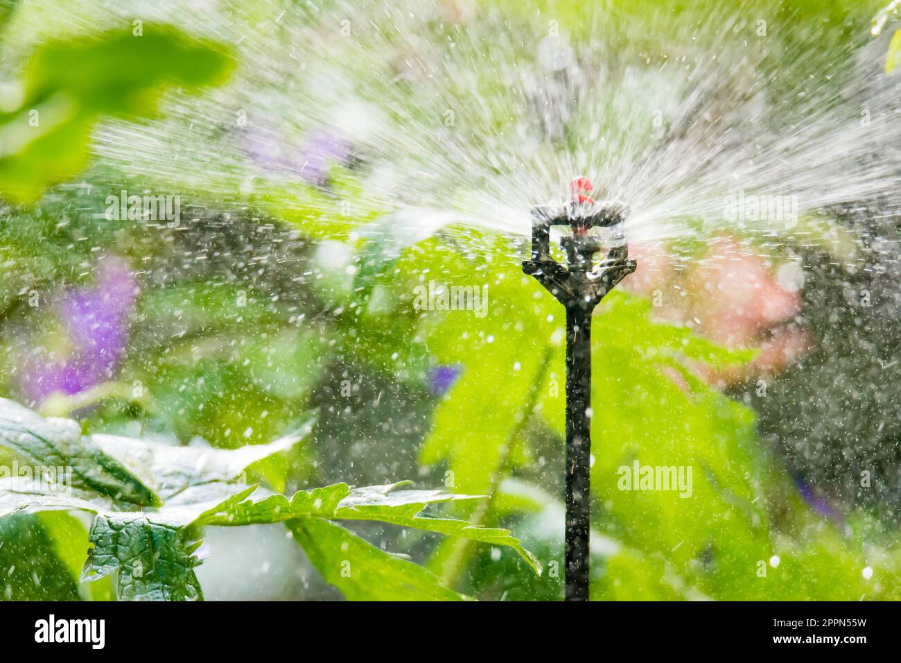 Impianti e giardino irrigazione con un sistema di irrigazione automatica Foto Stock