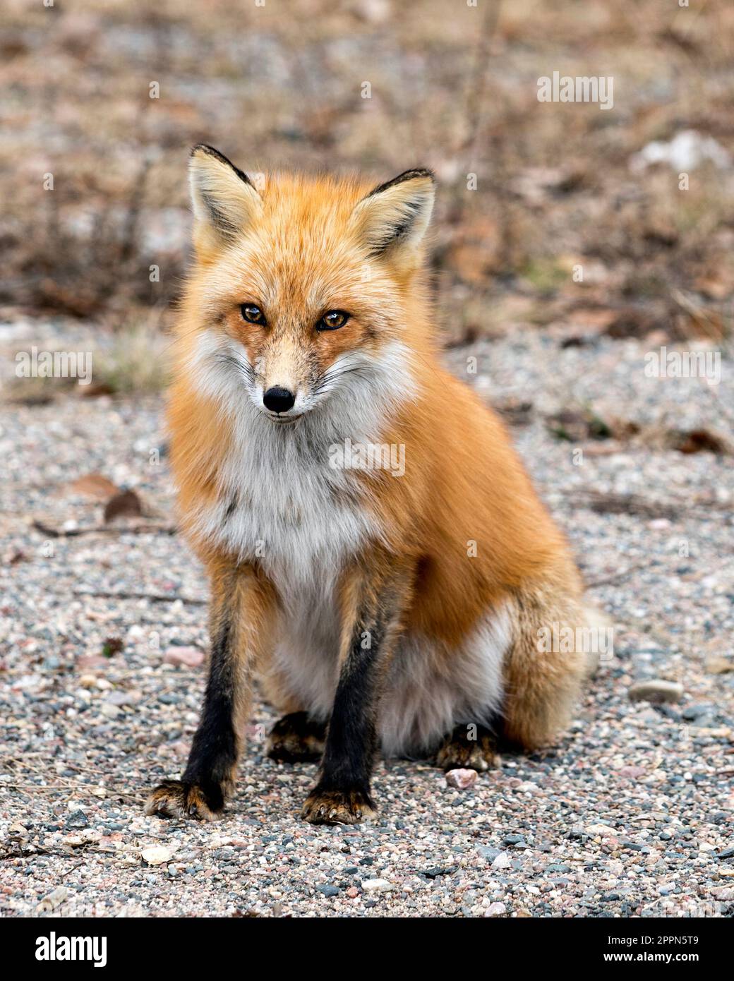 Red Fox in primo piano seduto e guardando la fotocamera nella stagione primaverile con sfondo sfocato nel suo ambiente e habitat. Immagine Fox. Immagine. Verticale. Foto Stock