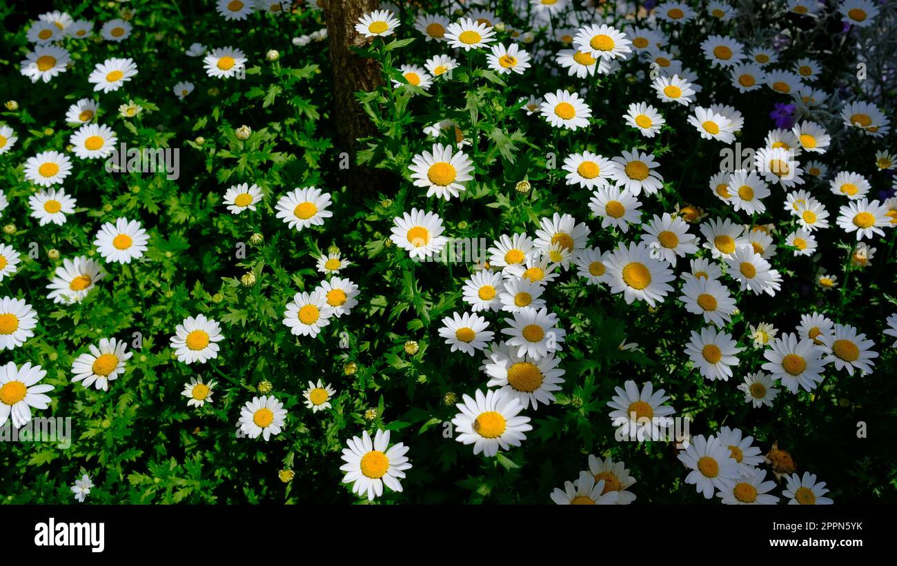 Lillies nel sole e nelle ombre a Uminonakamichi Seaside Park, Fukuoka, Giappone. Foto Stock