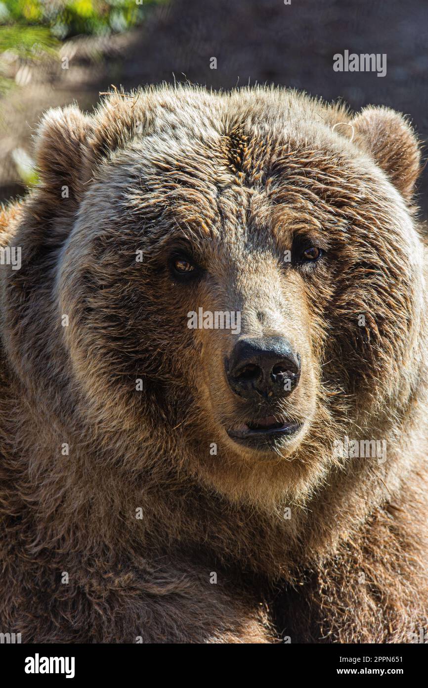 Un orso bruno adulto riposa in un campo di erba e sporcizia Foto Stock
