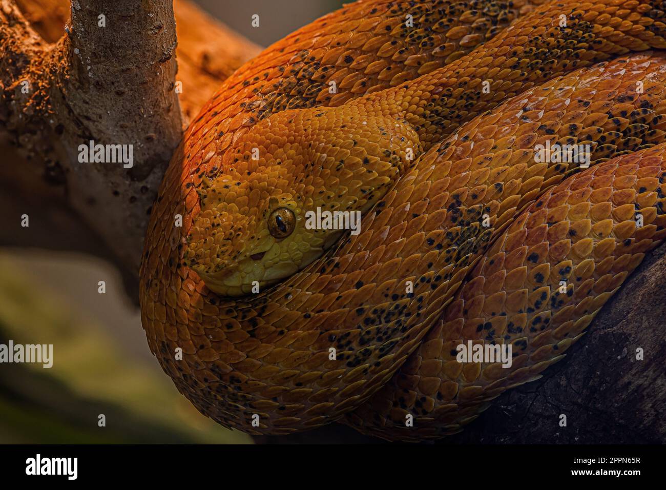 Serpente di colore arancione immagini e fotografie stock ad alta  risoluzione - Alamy