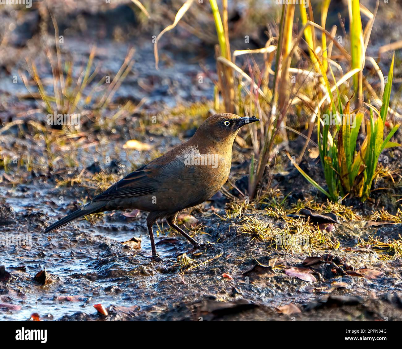 Arrugginito Blackbird foraging sulla vegetazione acquatica in una palude nel suo ambiente e habitat circostante nel Nord Ontario Canada. Grackle specie della famiglia. Foto Stock