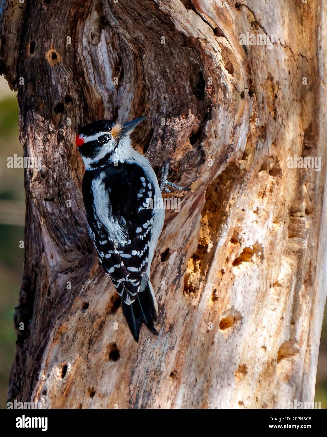 Picchio maschio primo piano vista posteriore che sale su un tronco di albero con buchi nell'albero godendo il suo ambiente e habitat circostante. Foto Stock