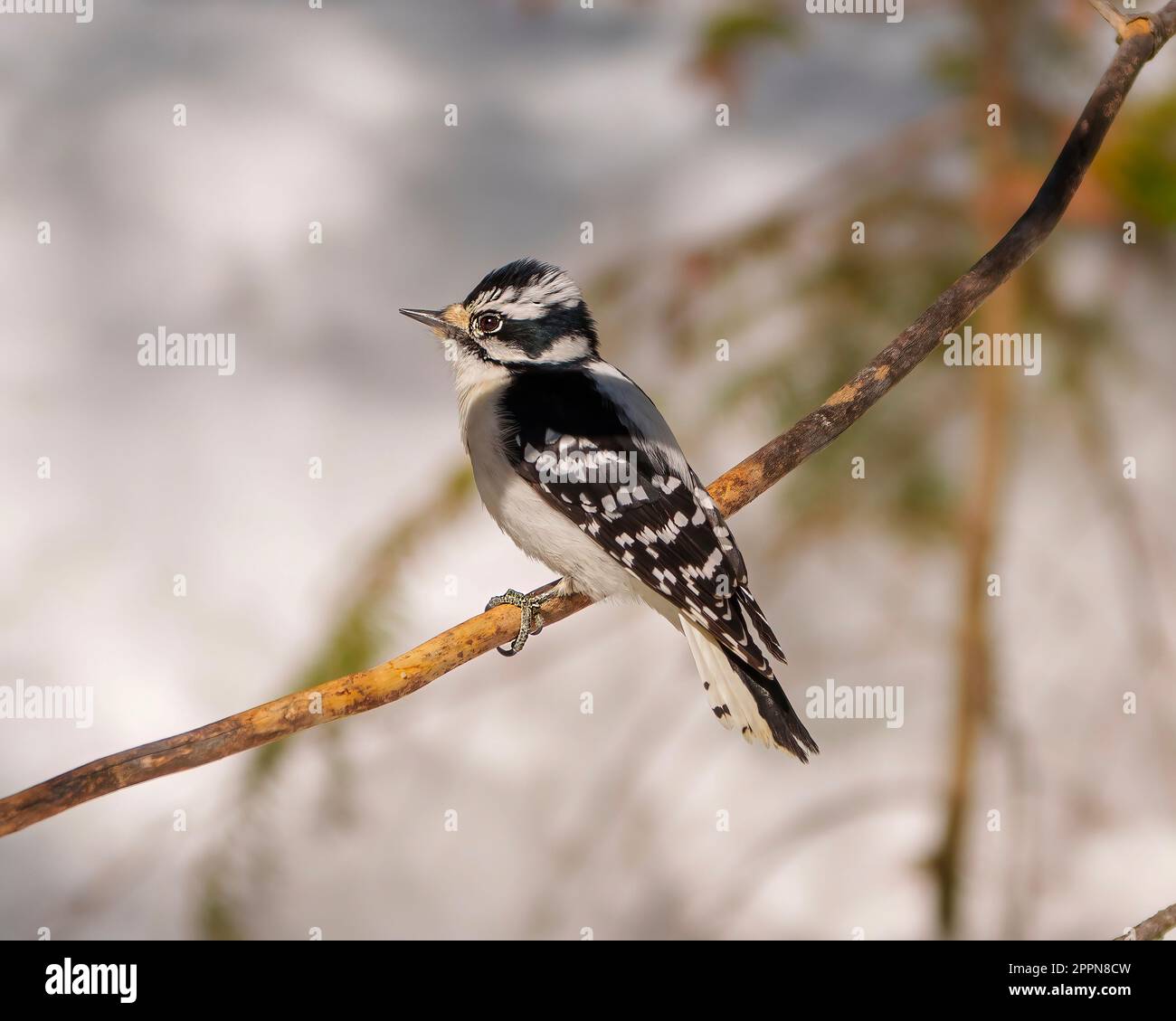 Woodpecker femmina vista posteriore arroccato su un ramo di albero con uno sfondo sfocato nel suo ambiente e habitat che mostra il bianco e nero. Foto Stock