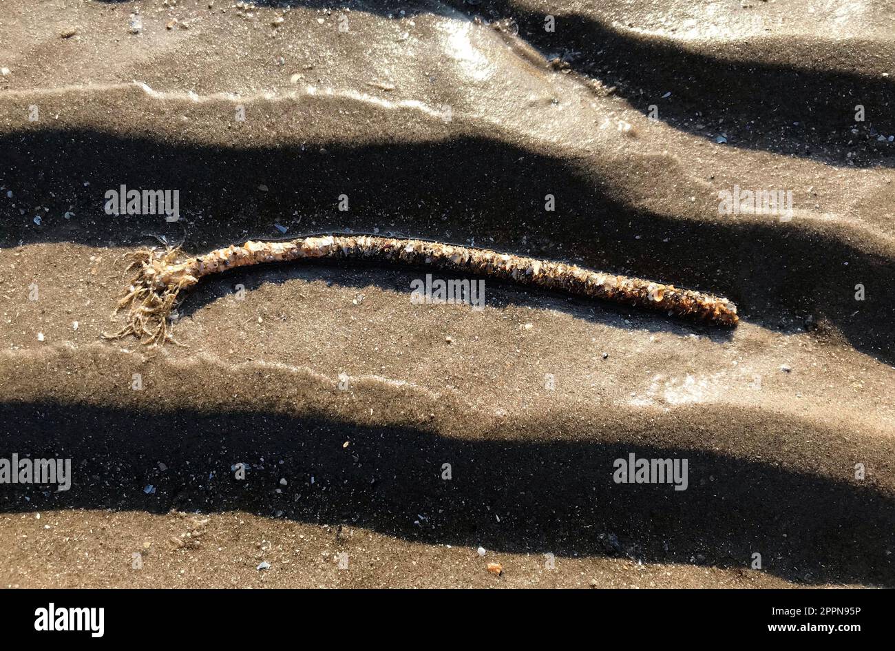 Sand mason worm, Lanice conchilega, specie di burrowing polychaete marino tubo parziale sulla spiaggia costituito da granelli di sabbia cementati e frammenti di conchiglie Foto Stock