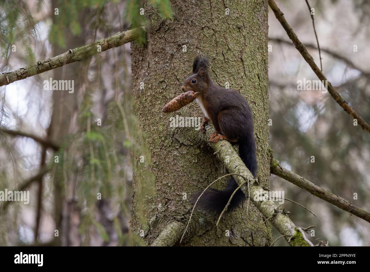 Primo piano di un piccolo scoiattolo rosso arroccato su un ramo d'albero con un cono in bocca Foto Stock